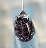 Sevruga-Kaviar in einem Probier-Glas mit Löffel