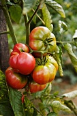 Frische Tomaten am Strauch