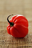 West Indian red pepper