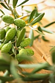 grüne Oliven am Zweig