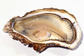 Geöffnete Auster aus Bouzigues (Frankreich)