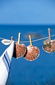 St Jacques scallops on washing line with pegs