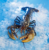 Fresh lobster on ice