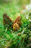 Morel mushrooms in grass