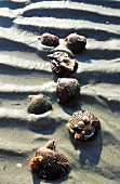 Kammmuscheln auf Sand