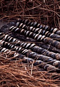 Éclade de moules (Unter brennenden Kiefernnadeln gegarte Muscheln, Frankreich)