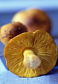 Amanite des cesars mushrooms
