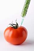Tomate wird mit Erbsen geimpft
