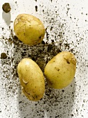 Potatoes from L'ile de Ré