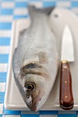Whole raw bass with knife