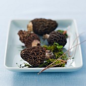 Morel mushrooms