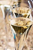 Glass of champagne