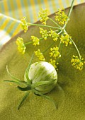 Fennel flowers and a green zebra tomato