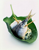 Sardinenröllchen auf korsische Art mit Brocciu-Käsefüllung