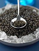 Tin of caviar