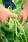 Handful of green beans