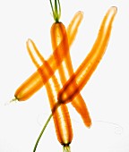 Thinly sliced whole carrots on a white background