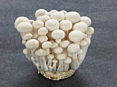White Shimeji mushrooms