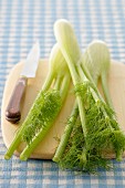 Fenchel