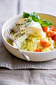 Haddock in herb sauce with mashed pototoes and cherry tomatoes