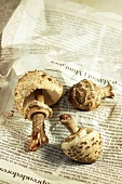 Lépiote mushrooms