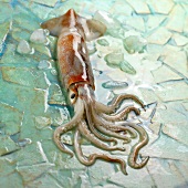 Raw squid