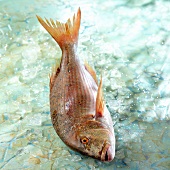 Frischer Denti-Fisch