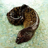 Brown eel