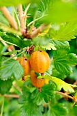 Gooseberries on the plant