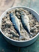 Gefüllte Makrelen mit Ingwer und Zitronenemelisse auf Meersalz