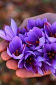 Saffron crocus flowers