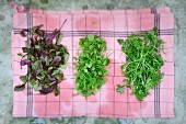 Three different varieties of lettuce drying on a cloth