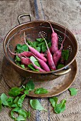 Radishes and tops in a colander