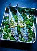 Baked mackerels with Kale cabbage and lemon