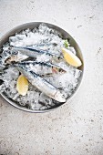 Raw sardines on ice