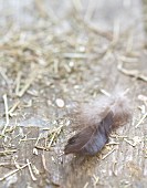 Feather's and hay