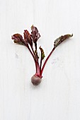Beetroot bulb with leaves