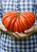 Person holding a huge Oxtail tomato