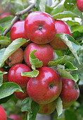 Äpfel der Sorte Jonagold am Baum