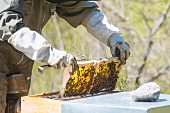 Imker entnimmt Honigwabe beim Bienenstock