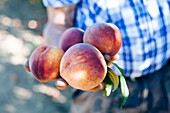 Hand holding fresh peaches