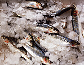 Raw sardines in ice cream
