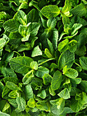 Mint close up, picture-filling
