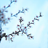Almond branch with blossoms