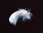White down feather on black background