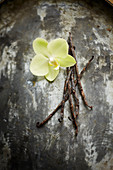 Still life with vanilla flower and pods