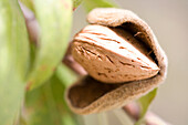 Almond in shell on the tree