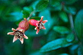 Pomegranate flower with fruit set on the tree
