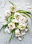 Sprouting garlic bulbs