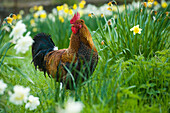 Rooster in the garden